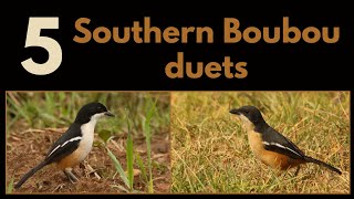 5 Southern Boubou duets