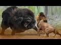 Lion Vs Tibetan Mastiff Video - Tibetan Mastiff Vs Lion In a Real Fight - PITDOG