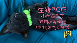 甲斐犬むうの新しい\