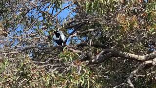 喜鹊在树上摆弄各种姿势让人怜爱Magpie is lovable in various poses on the tree