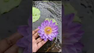 വീട്ടുമുറ്റത്ത് വളർത്താൻ ഇതു മതി#viral video #shots YouTube