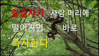 칠점사가 사람 머리에 떨어지면 바로 즉사한다. 심장 약한분 클릭 금지. #칠점사