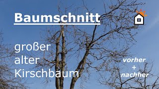 Baumschnitt an großem altem Kirschbaum - vorher \u0026 nachher