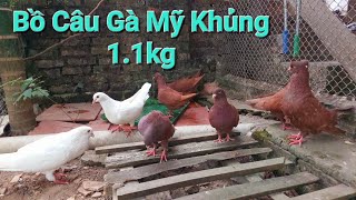 Bồ câu gà mỹ khủng - Thuần chủng | Birds #bocaugamy #chimbocaugamy #birds