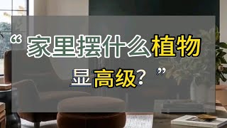 家里买什么绿植，显高级？