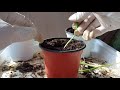 베란다정원 가을 베란다텃밭에서 저면관수로 채소 키우기 growing vegetables watering from the bottom in my balcony garden