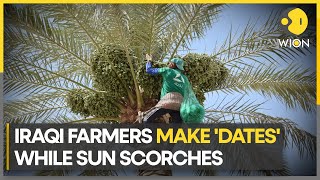 Iraqi date farmers convert heat crisis into bountiful opportunity | WION Climate Tracker