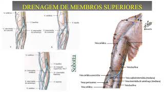 QuarentAnato UFTM - Veias (Membros Superiores)