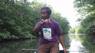 Palawan Mangrove Forest River Tour