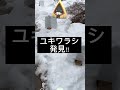 【ポケモンgo】ユキワラシ発見