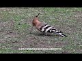 戴王冠的“啄木鸟”是什么？只啄地面不啄树，将虫拔出后抛起吞下eurasian hoopoe