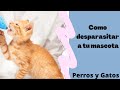 Desparasitar Perros y Gatos