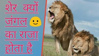 शेर जंगल का राजा क्यों है | Lion Has Beleive System | #sonusharma #Successtips #king #shorts