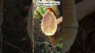 panen madu asli dari hutan