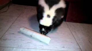 Toshtai das Stinktier spielt mit der Zewa-Rolle - Toshtai is playing with the paper towel roll