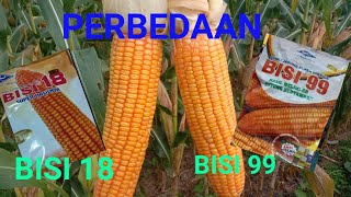 REVIEW PENAMPAKAN JAGUNG BISI 18 DAN BISI 99