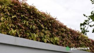 Waterhousea floribunda (Weeping Lilly Pilly) at Plantmark Wholesale Nurseries