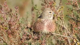 Linnet on Suaeda vera - Pardillo común sobre Suaeda vera