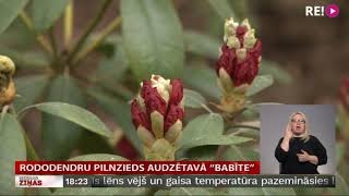 Rododendru pilnzieds audzētavā “Babīte”