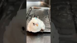 水浴びを楽しむてんちゃん　#セキセイインコ #おしゃべりインコ #shorts