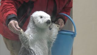 ラッコ　メイちゃんとキラちゃん　さあ、ごはんとパフォーマンスが始まるよ　【鳥羽水族館】Sea otter Mei-chan Kira-chan Toba Aquarium