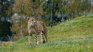 #cheetah wild animal nature beauty whatsapp status 4k video
