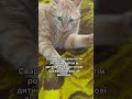 КІТ ЧІПС ТА ХВИЛИНА ВИХОВАННЯ cat приколы catlover funny cute funnycats кот юмор смех кіт