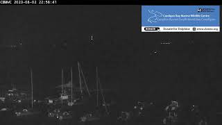 CBMWC Dolphin Watch Live: 2023-08-02