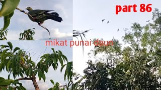 mikat burung punai daun di sore hari