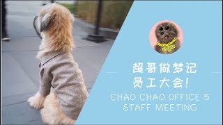 超哥办公室 | 员工大会 | Chaochao Office 5 | Staff meeting