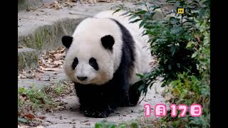 4K quality 17/1/2024,Giant panda Hehua，