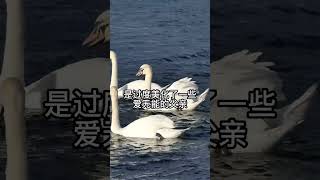 总要强调父爱的“沉默”与“孤独”在我看来是过度美化了一些爱无能的父亲，顺便道德绑架了一把没被父亲好好爱过的孩子们。#shorts