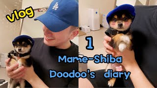 vlog | Mame-shiba Doodoo's Diary 1 | Hello, my baby girl | 豆柴嘟嘟的成长日记 1 | 你好 我的宝贝