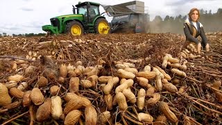 How Harvesting MILLIONS Of Tons of PEANUTS To Make Millions of Dollars In Agriculture