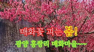 매화꽃 피는 봄!~ 광양 홍쌍리 매화마을~ 축제기간 3월8~17