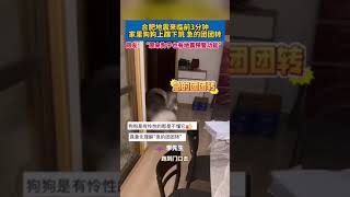 地震來臨前3分鐘，家裏狗狗上躥下跳 急的團團轉，網友：“原來# 狗子也有地震預警功能”。#真實事件 #奇聞趣事 #新聞 #shorts