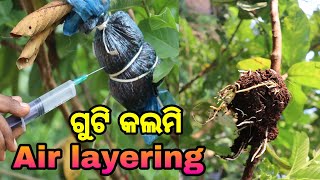 Air layering ଗୁଟି କଲମି କେମିତି କରିବେ