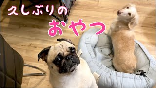 おやつクレクレ攻撃が復活【パグpugダックスフンドdachshund】