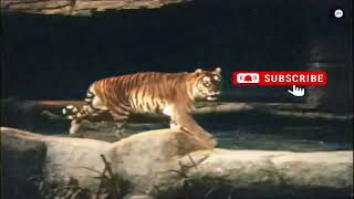 Caspian Tiger video colorized by AI [TEST] - Soraya (Caspian tigress) from Hamburg Zoo, 1959.