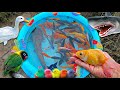 Fishing for ornamental fish in the pond, big catfish, koi fish, betta fish, goldfish, glofish, duck.