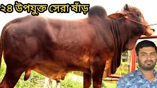 ২৪ উপযুক্ত সেরা মানের শাহীওয়াল ষাঁড় দেখুন। রুপম ভাইয়ের হাই কোয়ালিটির ষাঁড় কিনুন muhim dairy