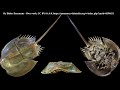 does the cambrian explosion disprove evolution no and here s why