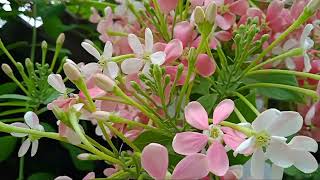 radha krishna flowers.