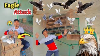 Eagle Attack On My Pigeon Setup 🦅😓 | Yah Kabutaron Ke Sath Kya Kiya 😱 | Pets Vlog