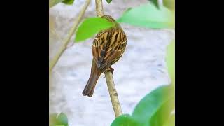 スズメに似ている鳥【アオジ】