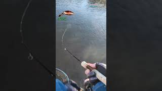 【AREA TROUT FISHING】 2024Part701