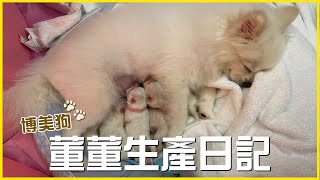 生了4隻小狗！博美生產日記 | Pomeranian Dog Giving Birth 🐶