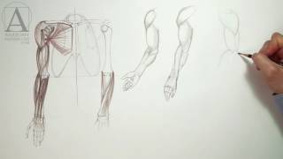 Anatomy of the Arm - Anatomy Master Class for figurative artists