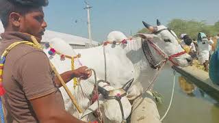 దేవరకద్ర సంతలో నీళ్లు తాగుతున్న ఎద్దుల రేటు | Bulls Drinking water | Oxen videos