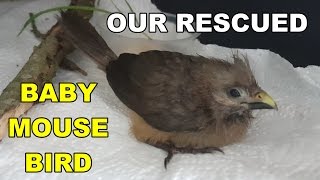 rescued mouse bird we adopted for a few days